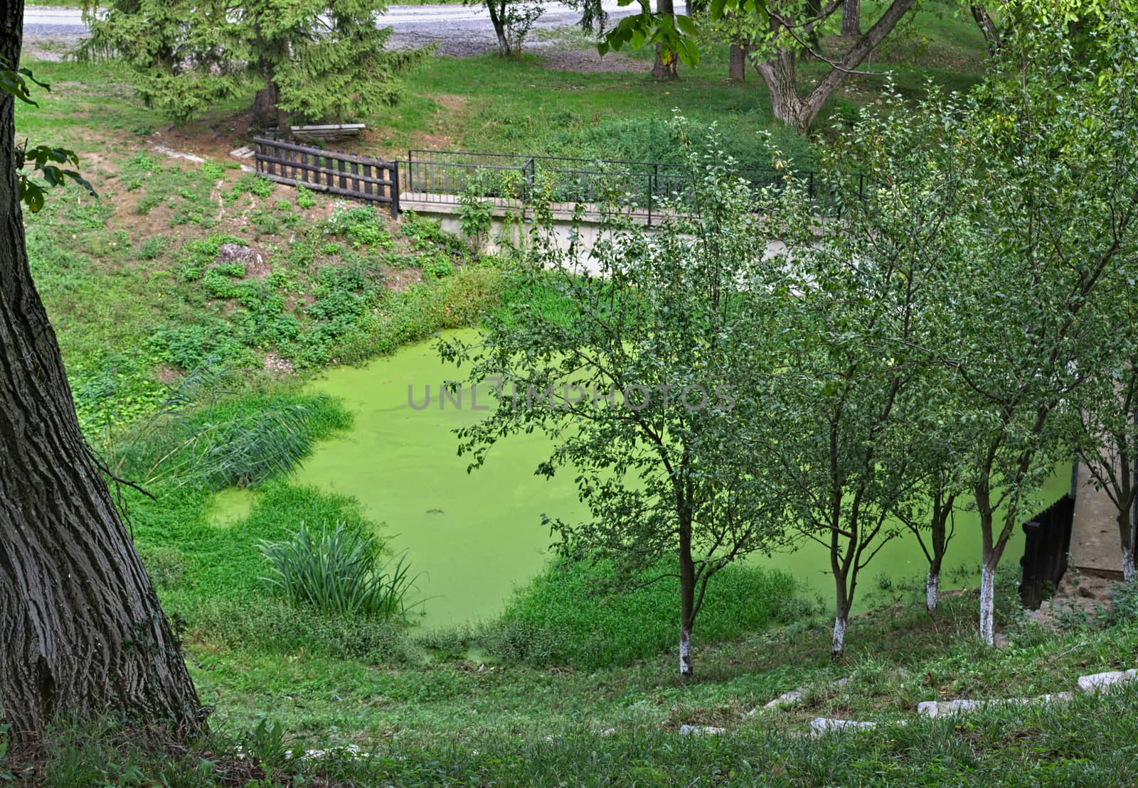 View on bog and small dam in park from above