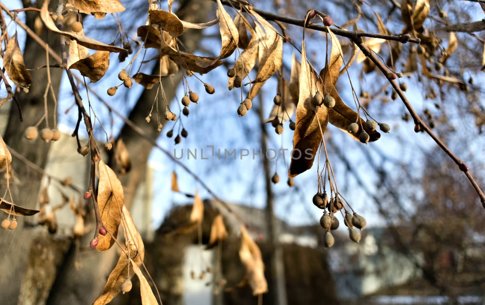 dry the leaves and fruit of limes in autumn on the branch on blurred landscape
