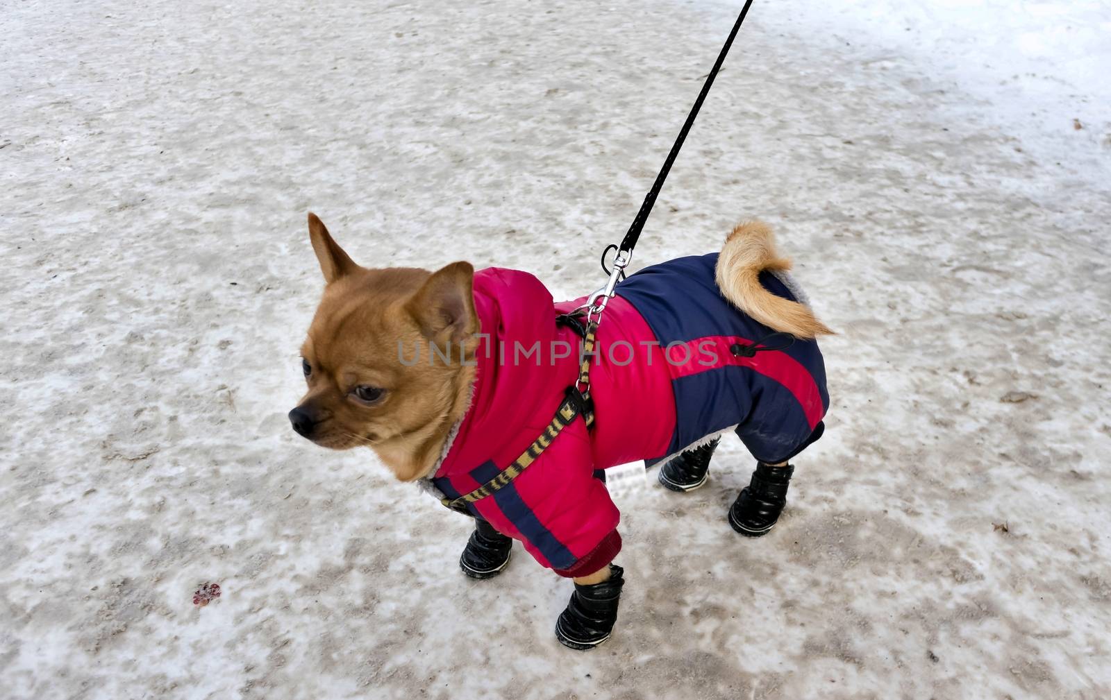 Chihuahua in winter gear, on paws winter boots by valerypetr