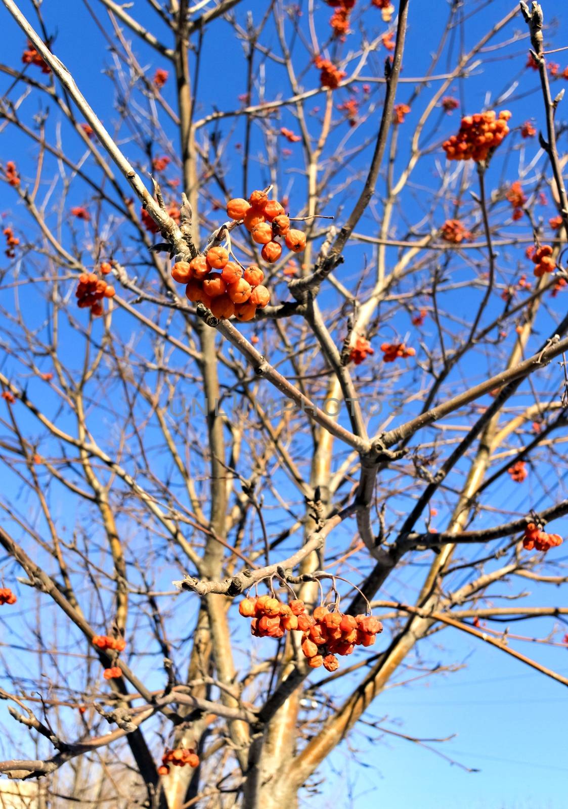 dried Rowan berries on the branch in late autumn by valerypetr