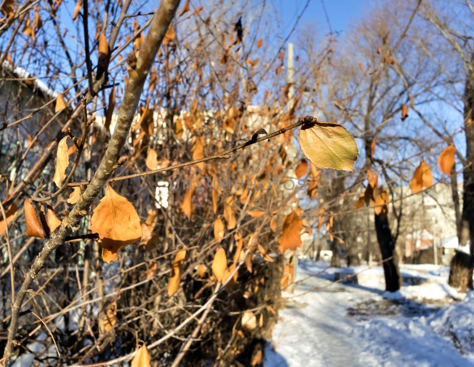 dry orange leaves on the branches in early winter by valerypetr