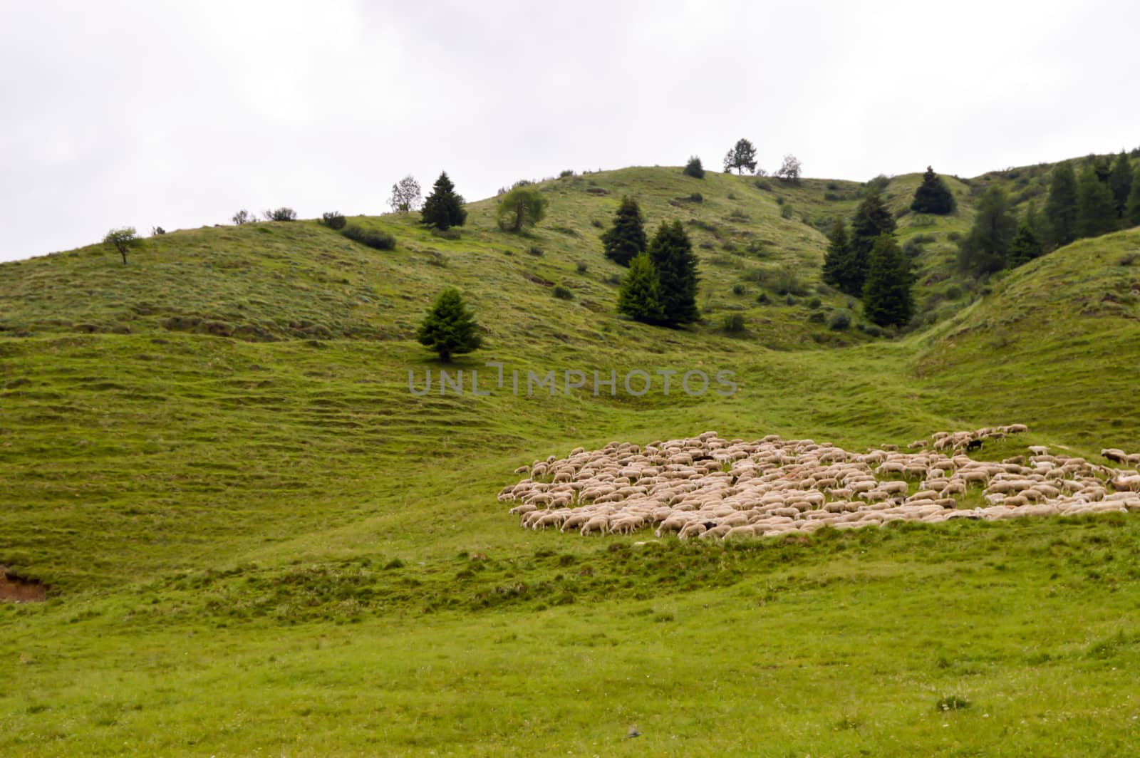Herds of sheep in a green meadow on a hill of dolomites in Italy