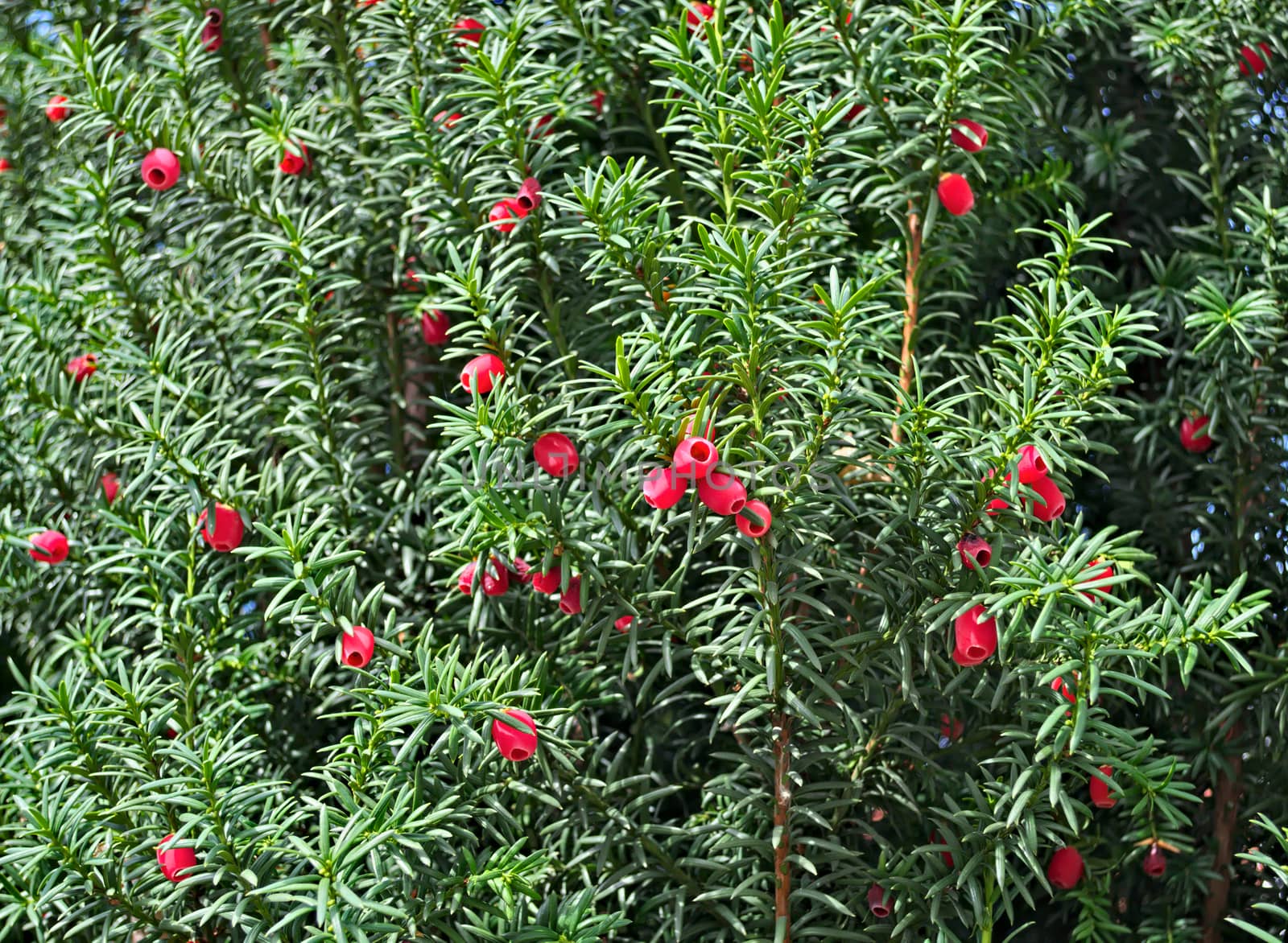 Bush with red berries at autumn, closeup