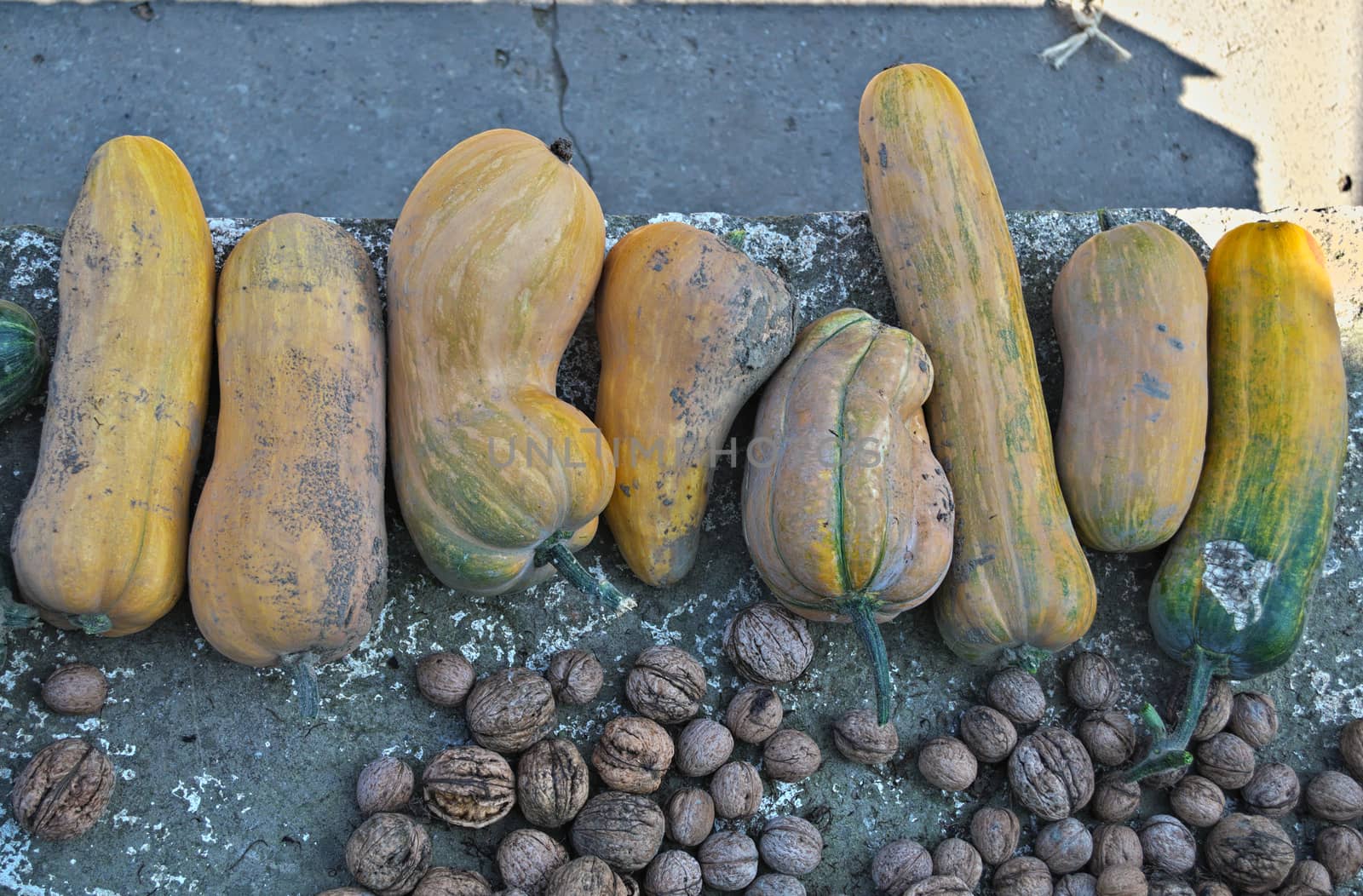 Autumn harvest of pumpkins and walnuts by sheriffkule