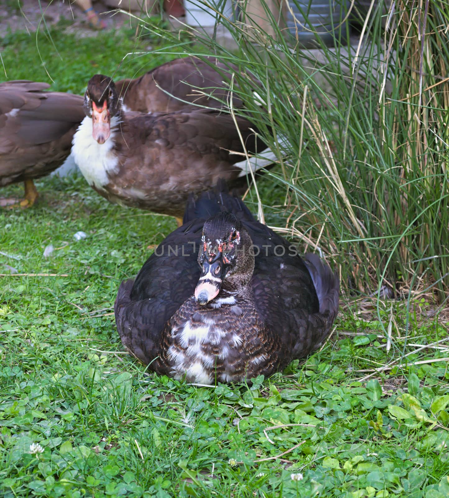 Male duck sitting on grass, and female behind him by sheriffkule