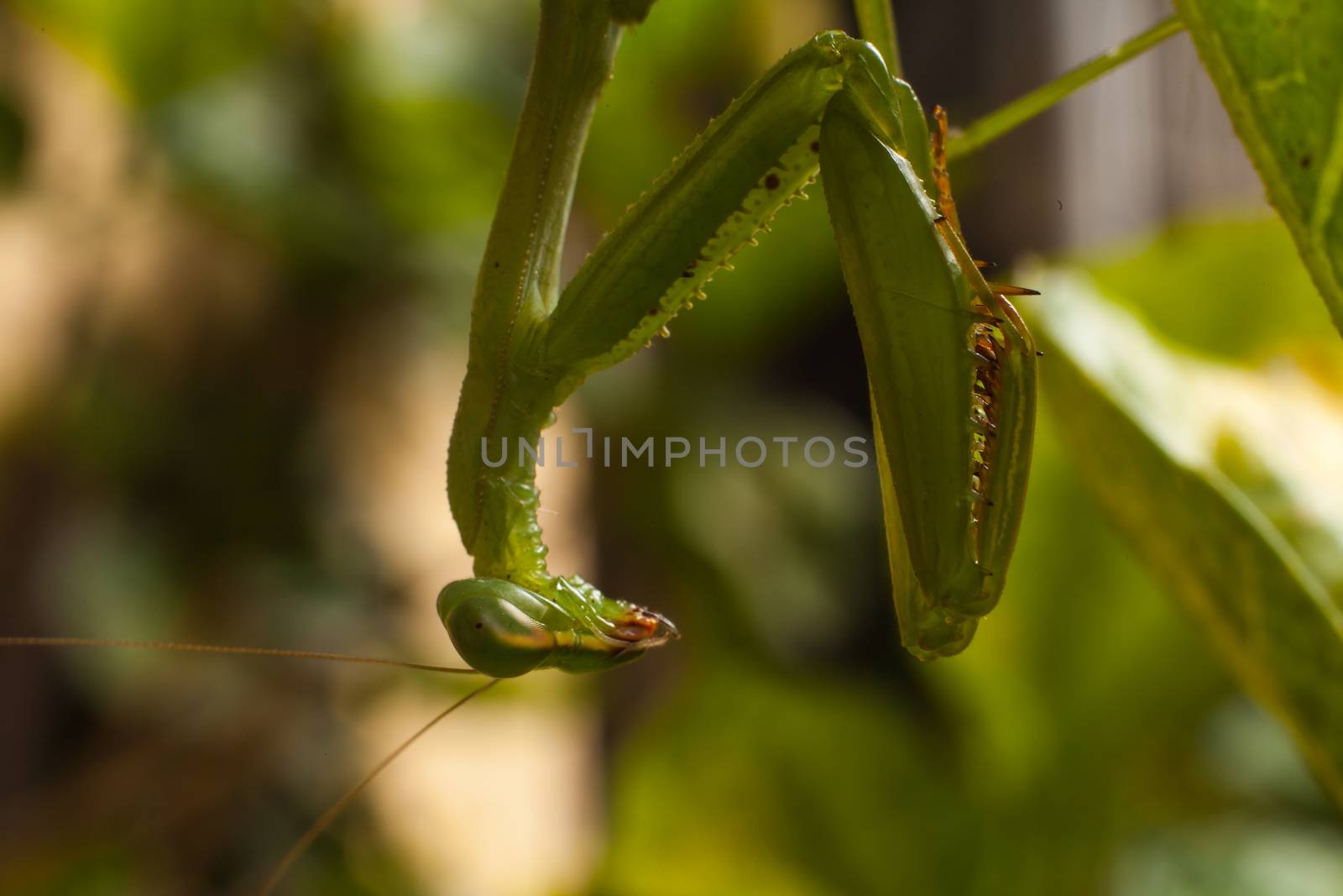Macro image of a green Praying Mantis