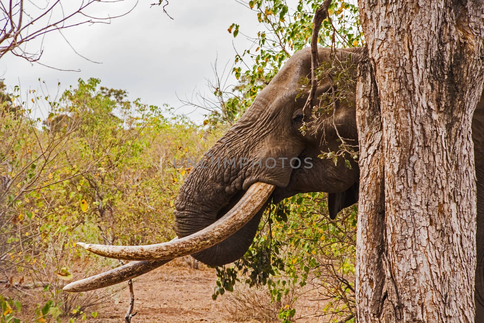 African Elephant (Loxodonta africana) 8 by kobus_peche