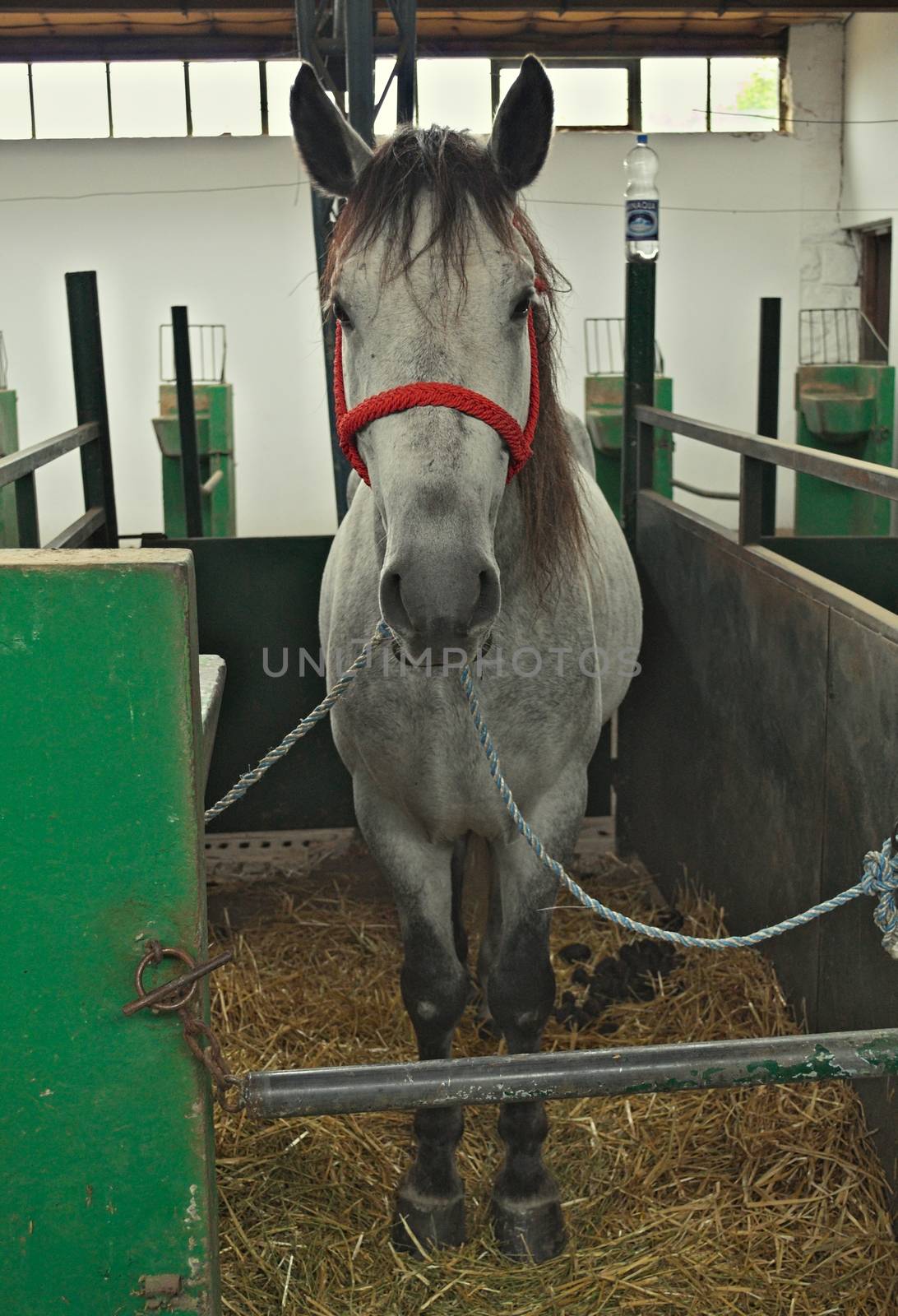 Grey horse in stable from front by sheriffkule