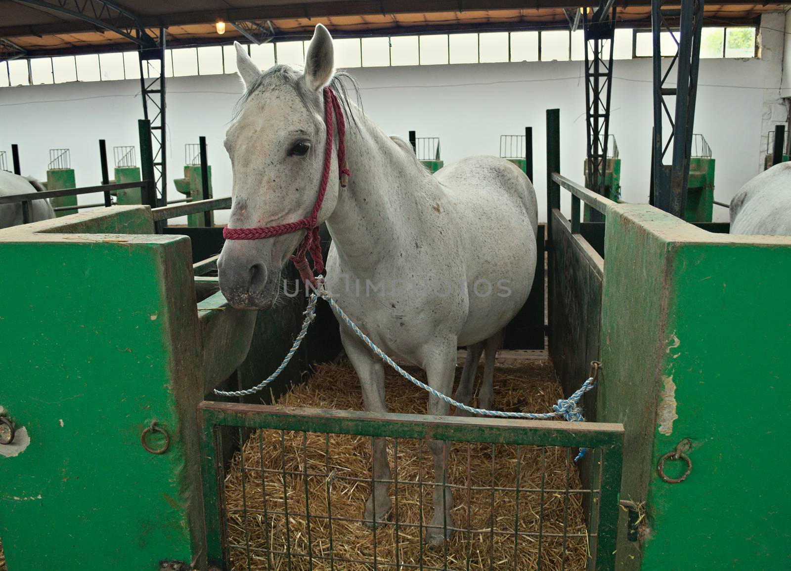 White horse in stable from front