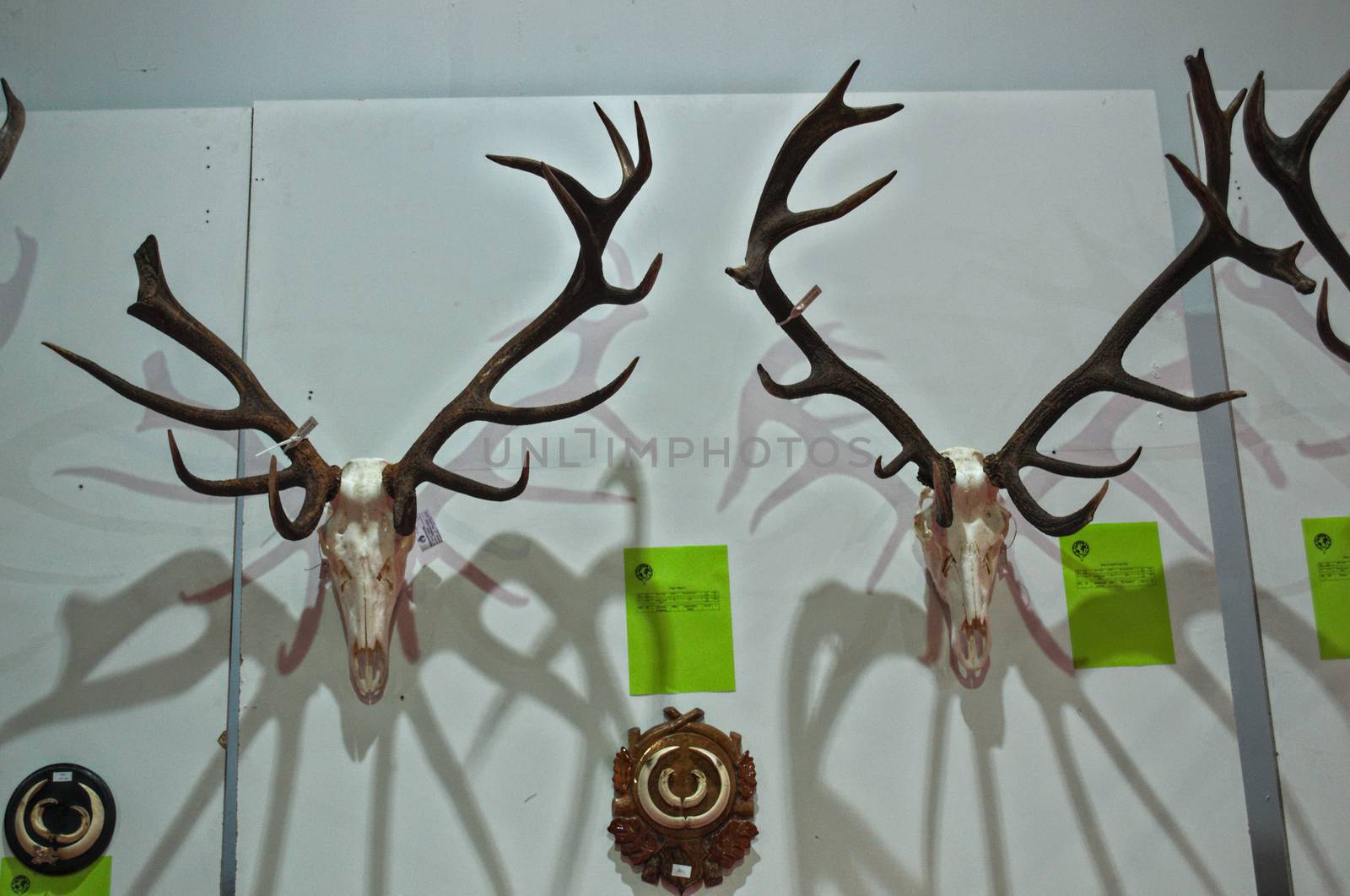 Exhibition of animal hunting trophies on wall by sheriffkule