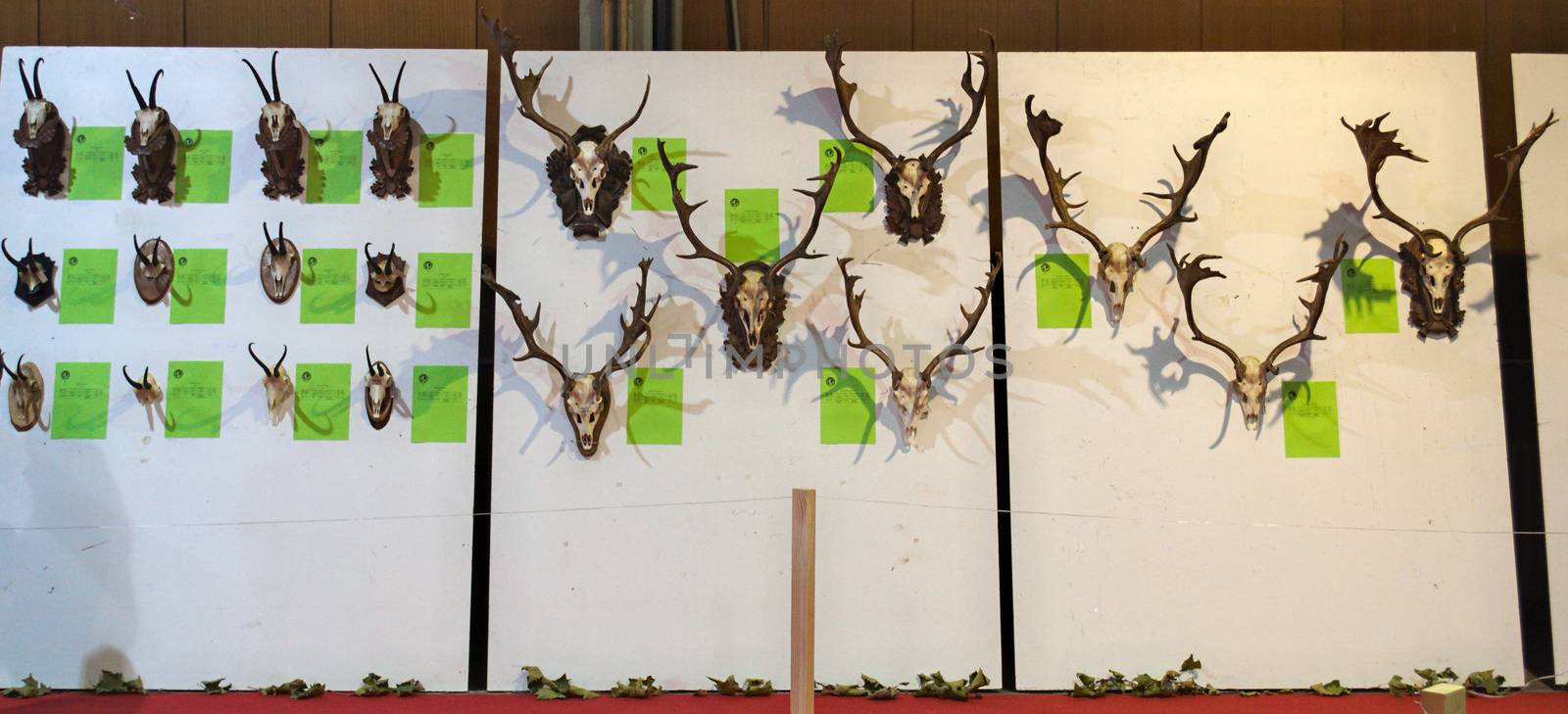 Exhibition of animal hunting trophies on wall by sheriffkule