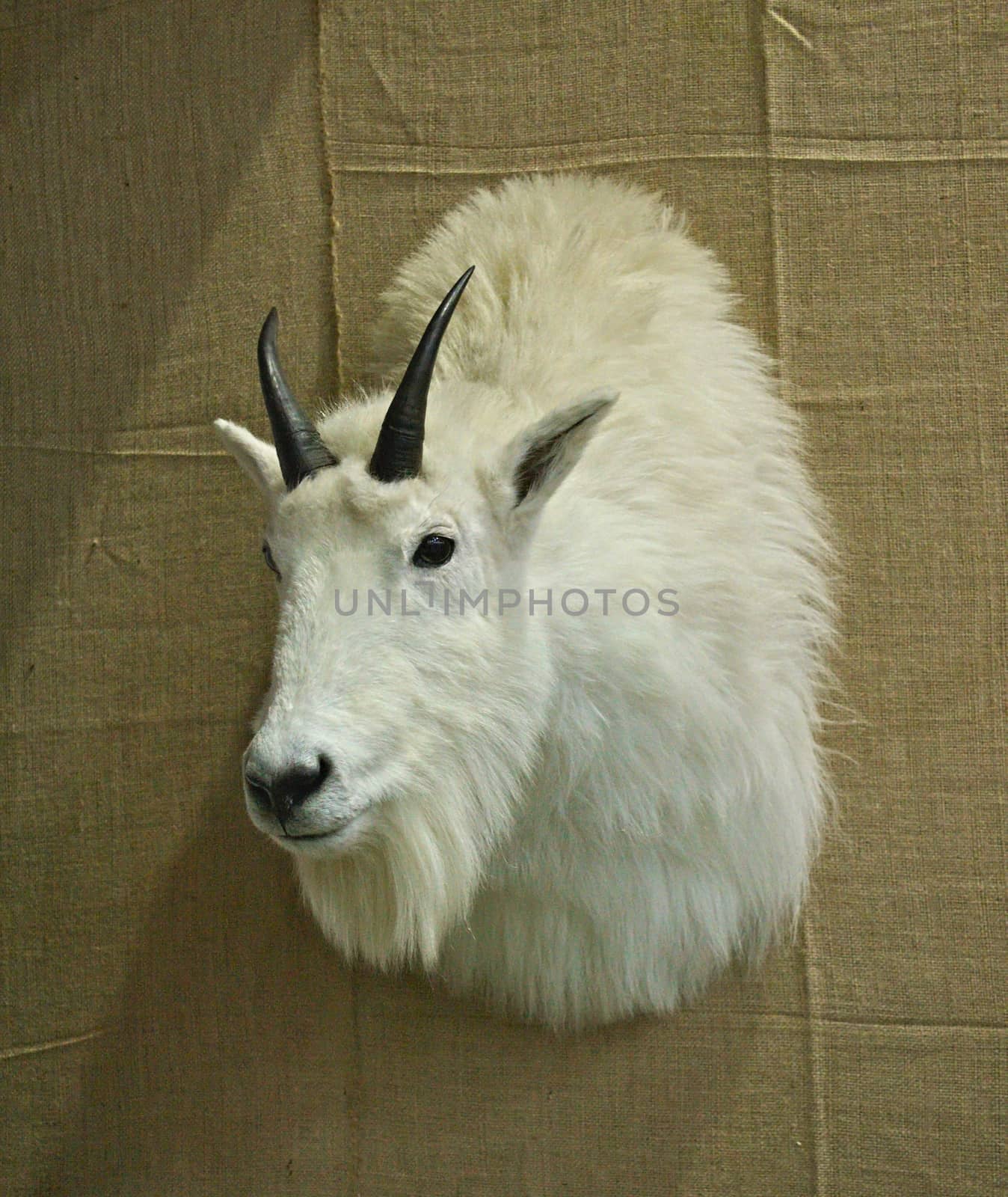 Stuffed animal head hanging on wall as trophy