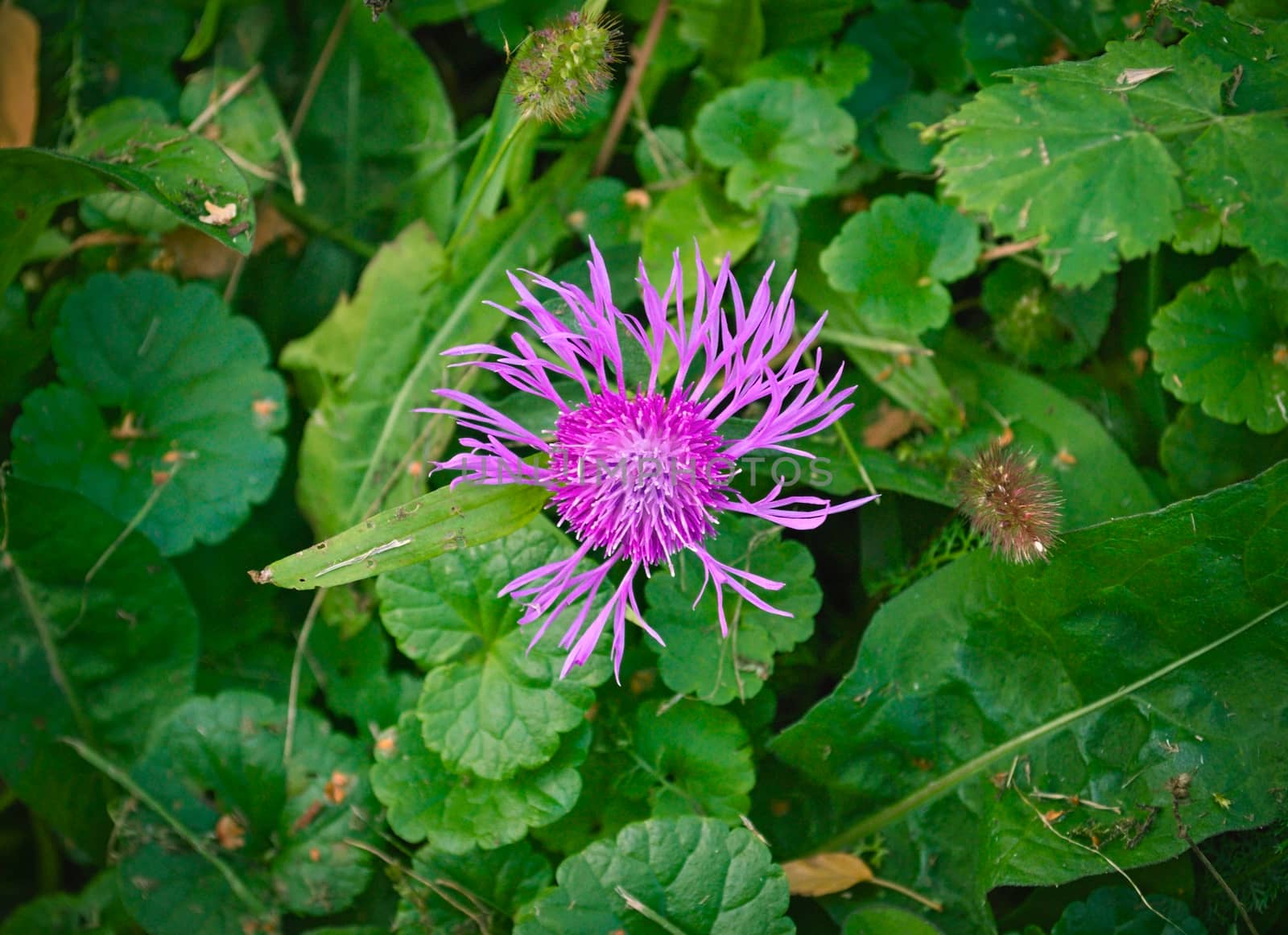 Wild meadow plant blooming with pink flower by sheriffkule