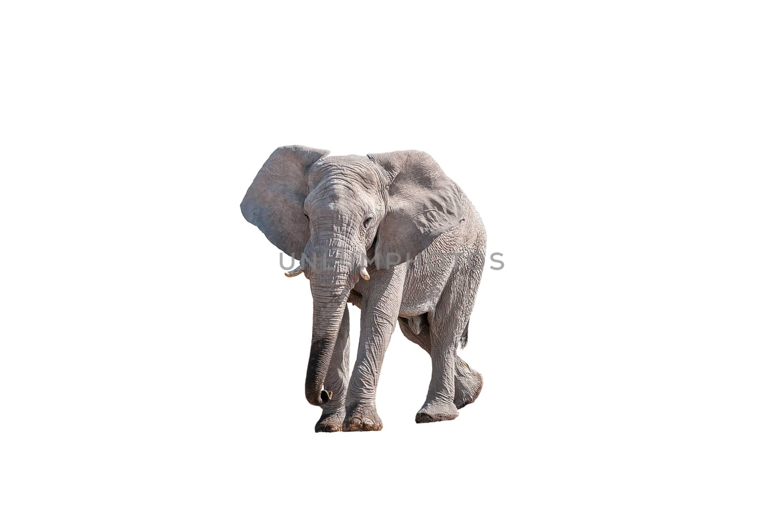 An African elephant, Loxodonta africana, isolated on white, in Northern Namibia