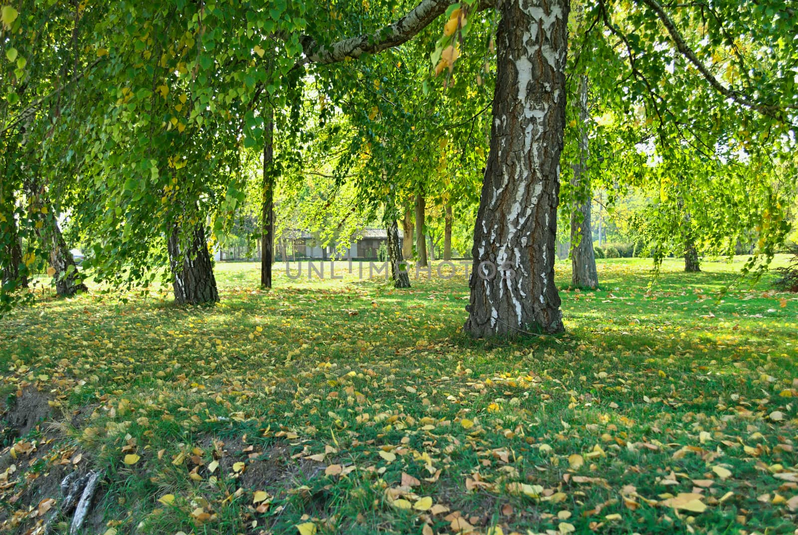 View at park in early autumn by sheriffkule