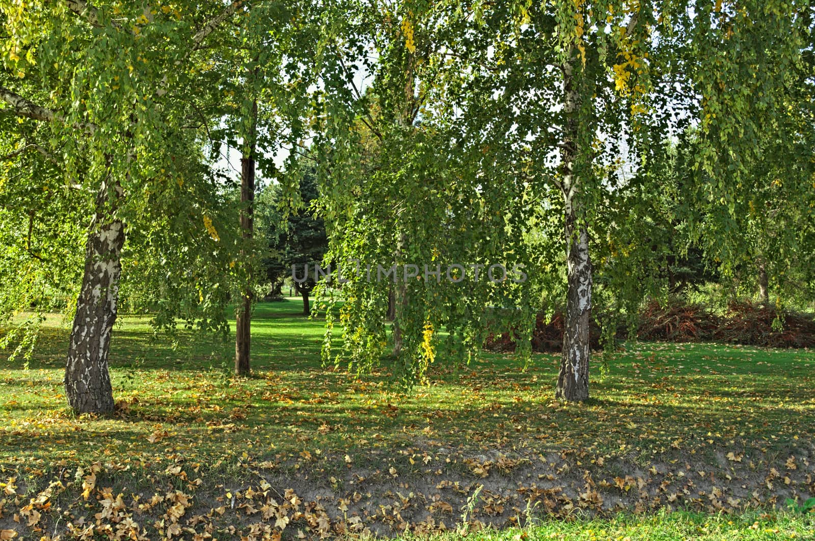 View at park in early autumn