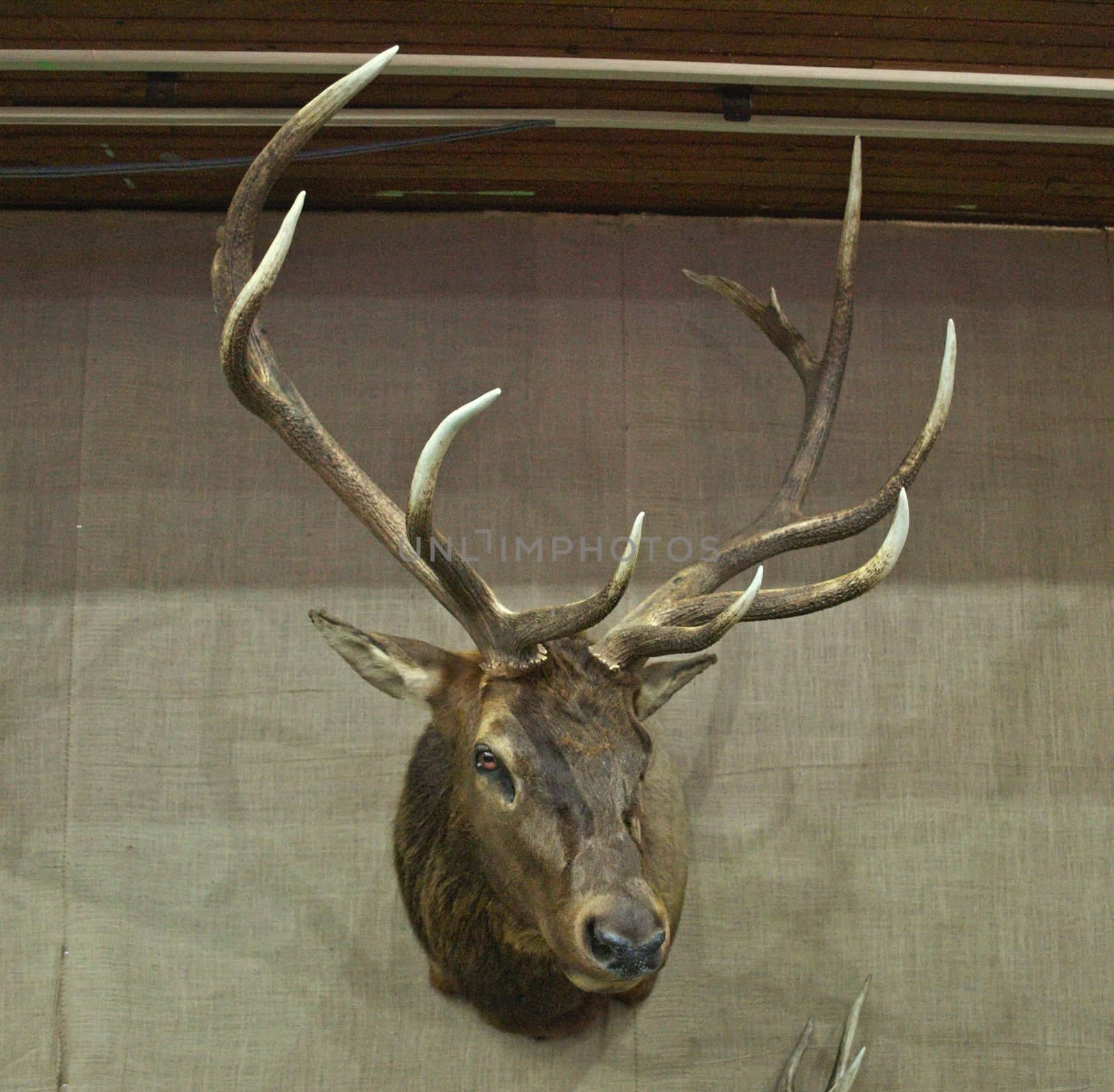 Stuffed animal head hanging on wall as trophy