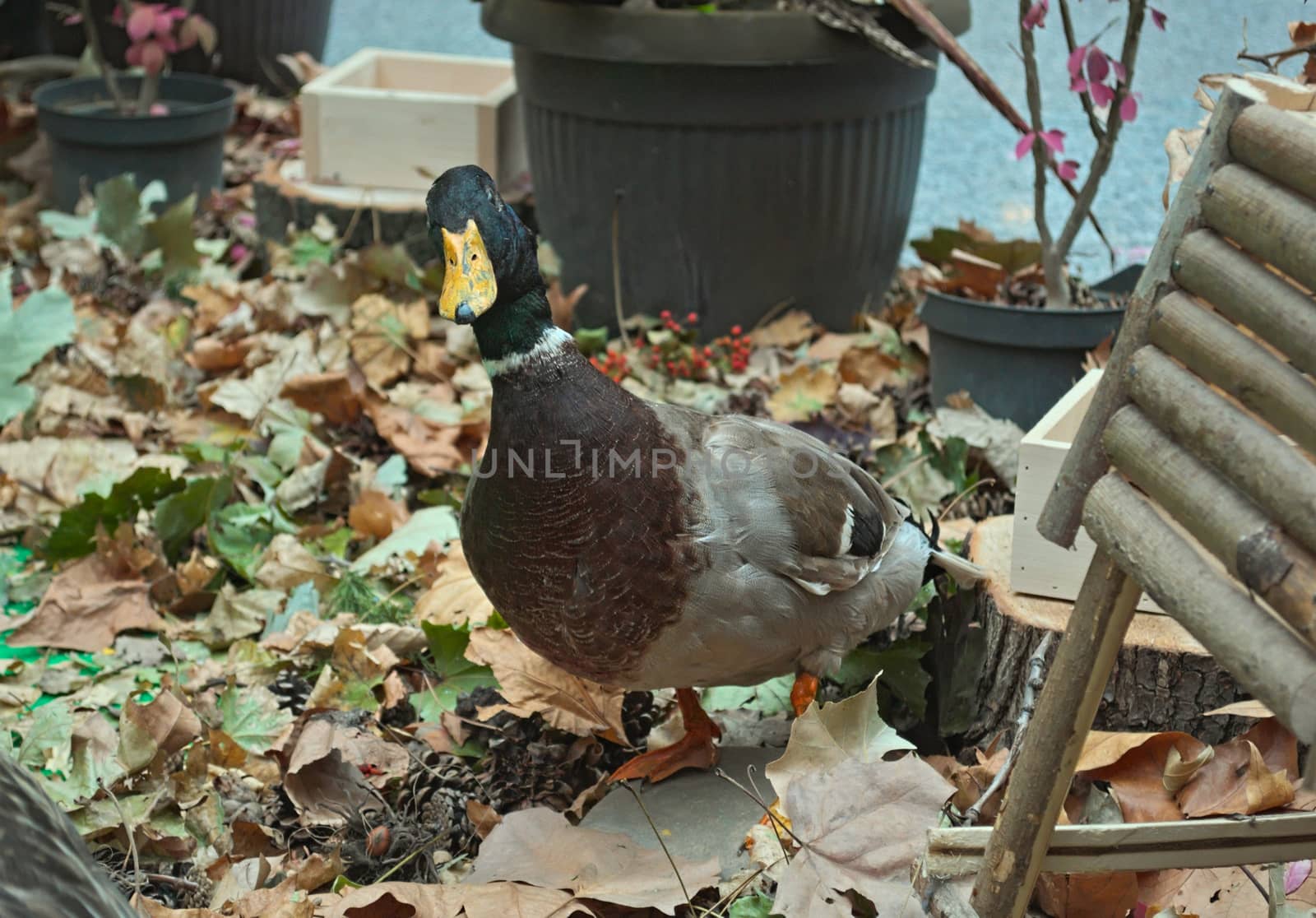 Stuffed duck watching at me, autumn arrangement