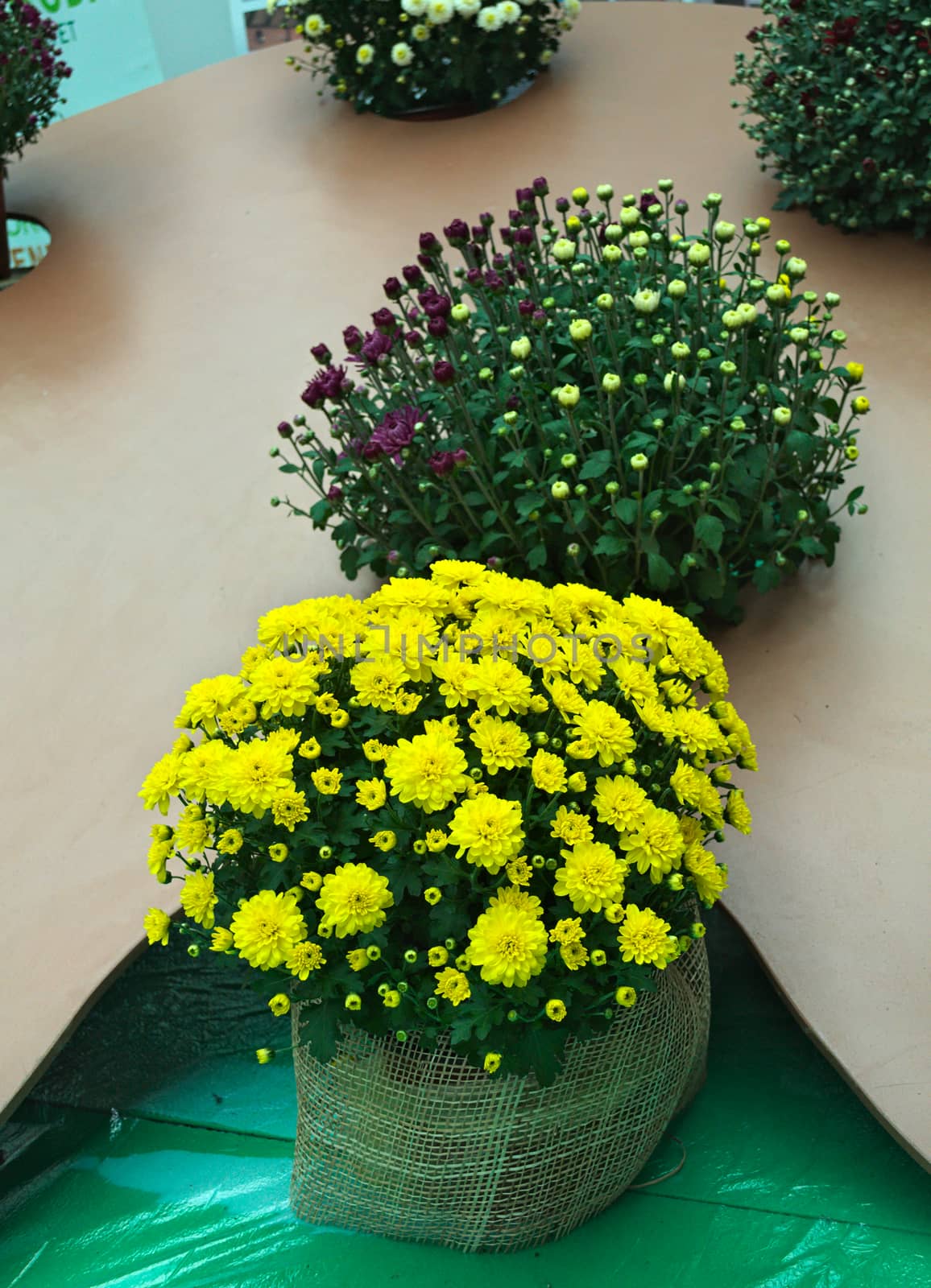 Plants with blooming yellow and purple flowers in flowerbed by sheriffkule