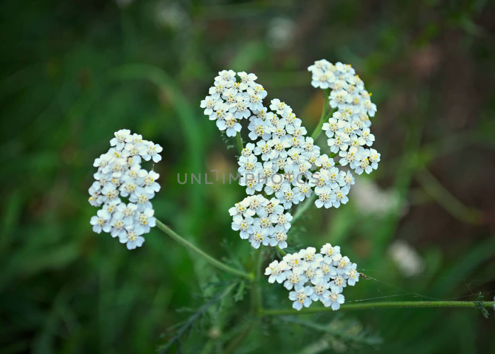 Wild meadow plant blooming with white flowers