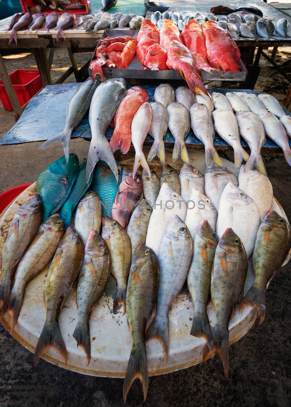 Colorful fresh tropical fish in the market,Mauritius island.