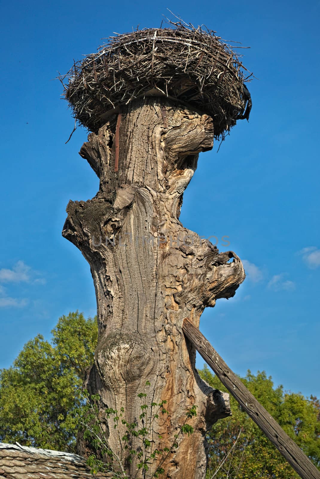 Stork nest at top of old dry tree