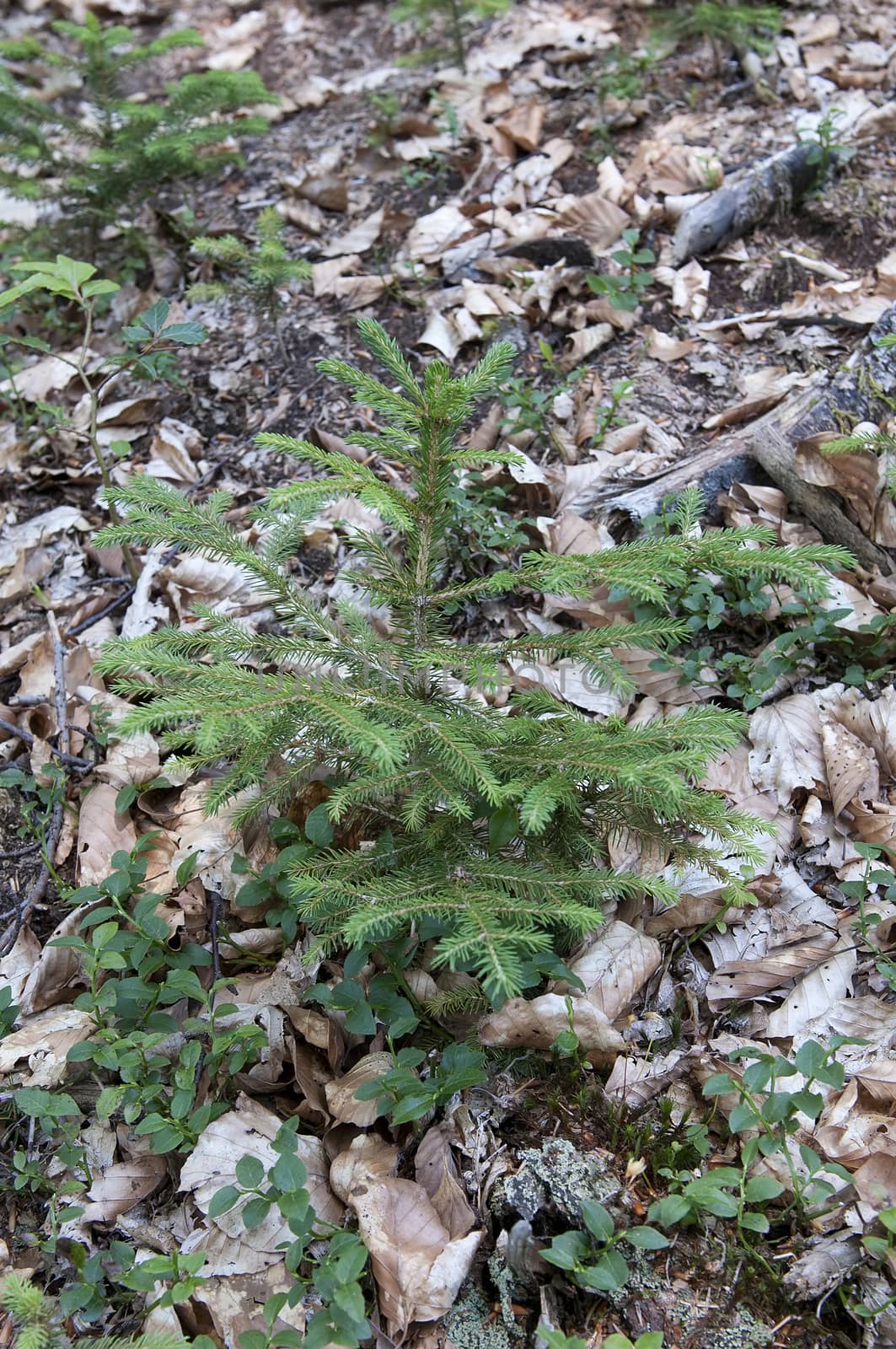 a small pine in the undergrowth