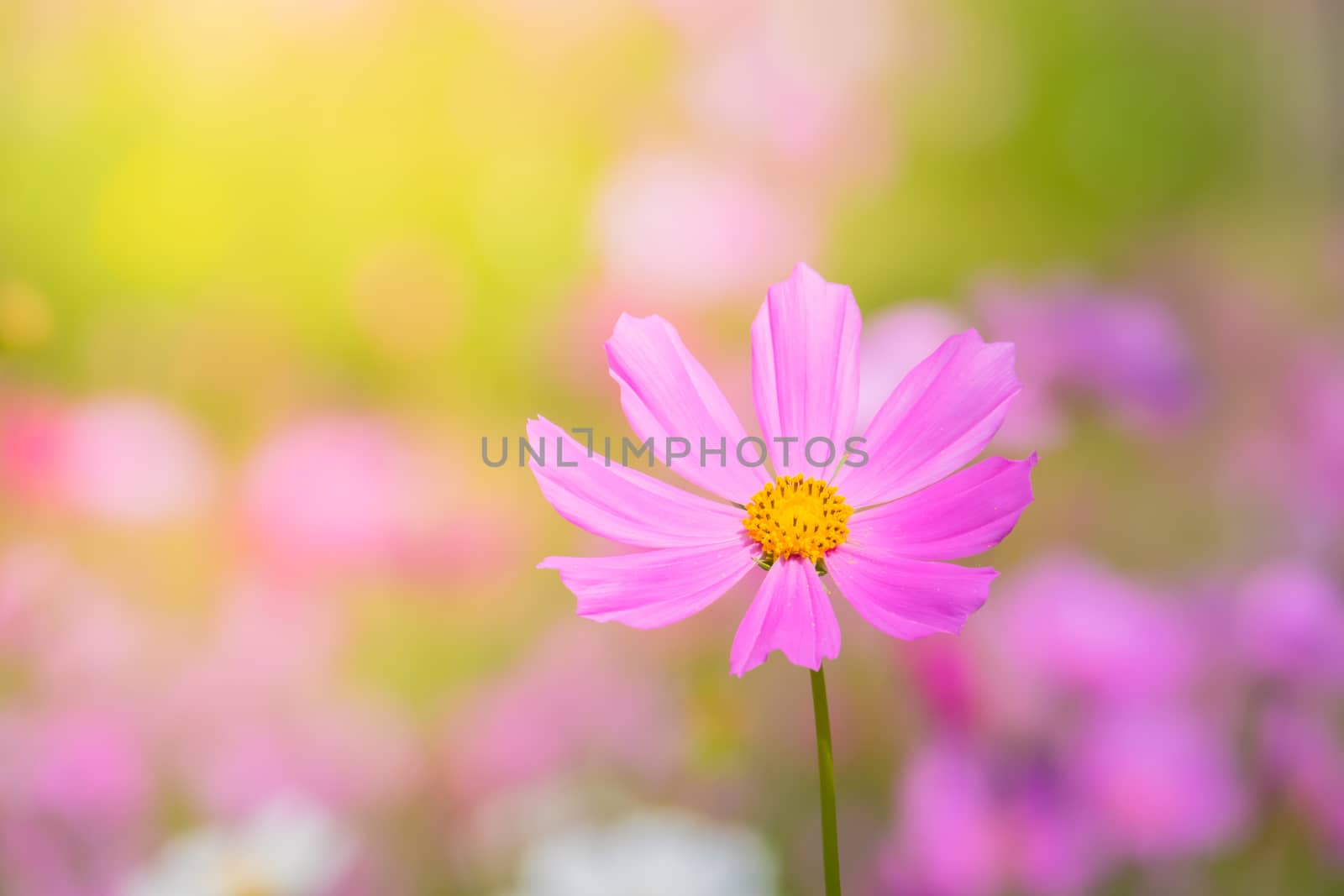  Beautiful Cosmos flowers in garden