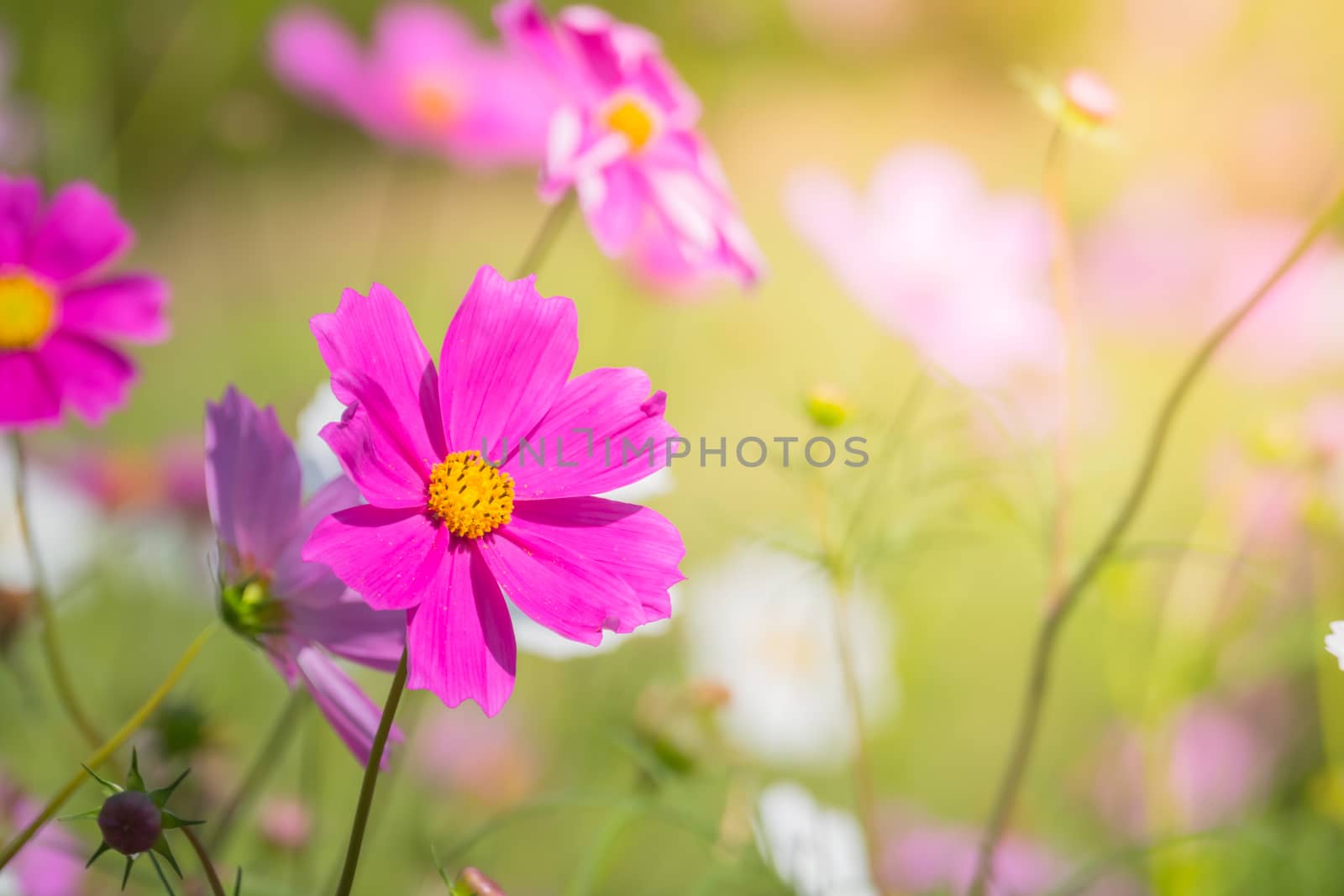  Beautiful Cosmos flowers in garden