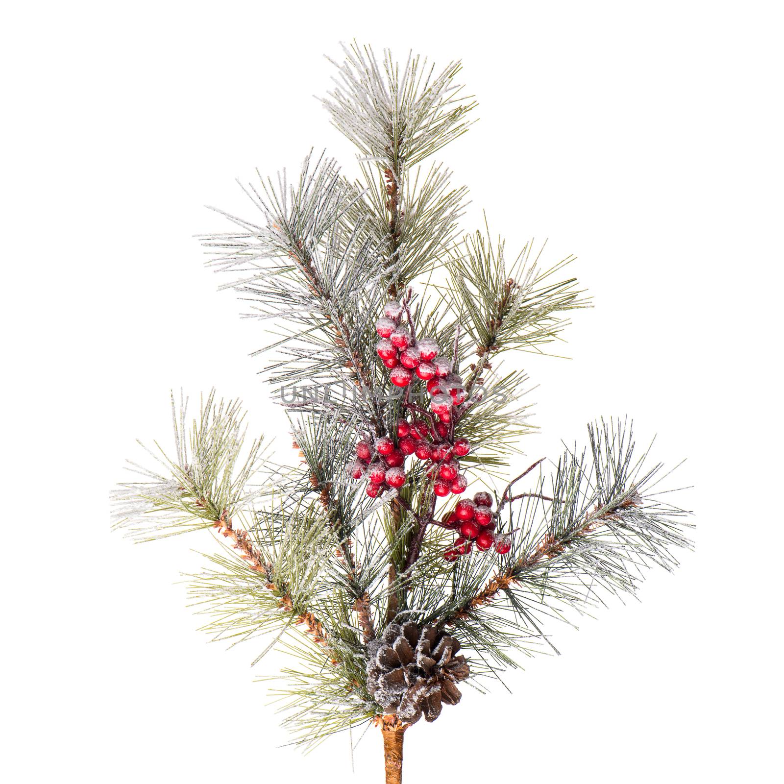 Christmas tree branch isolated on white background.