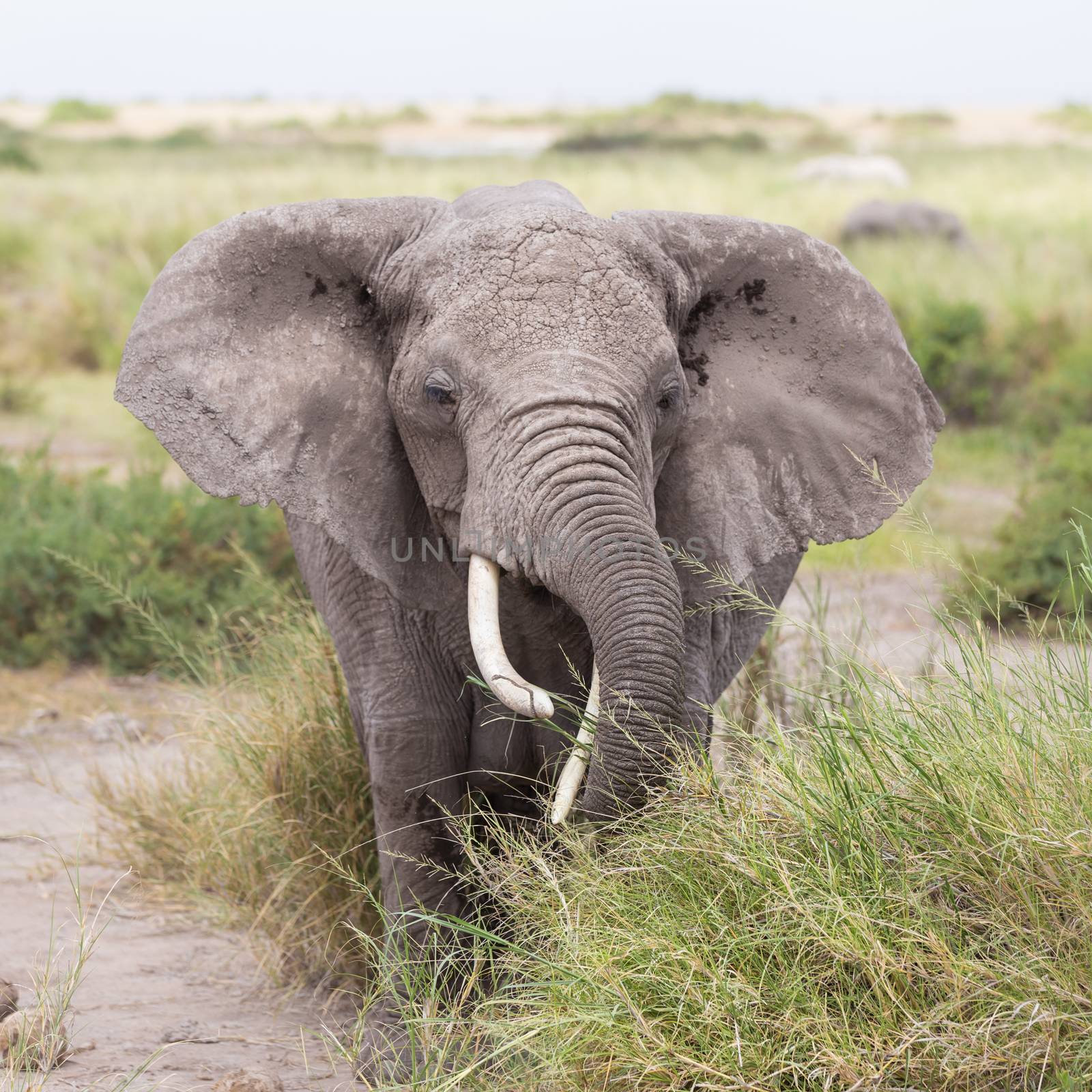 Elephant at Amboseli National Park, formerly Maasai Amboseli Game Reserve, is in Kajiado District, Rift Valley Province in Kenya. The ecosystem that spreads across the Kenya-Tanzania border.