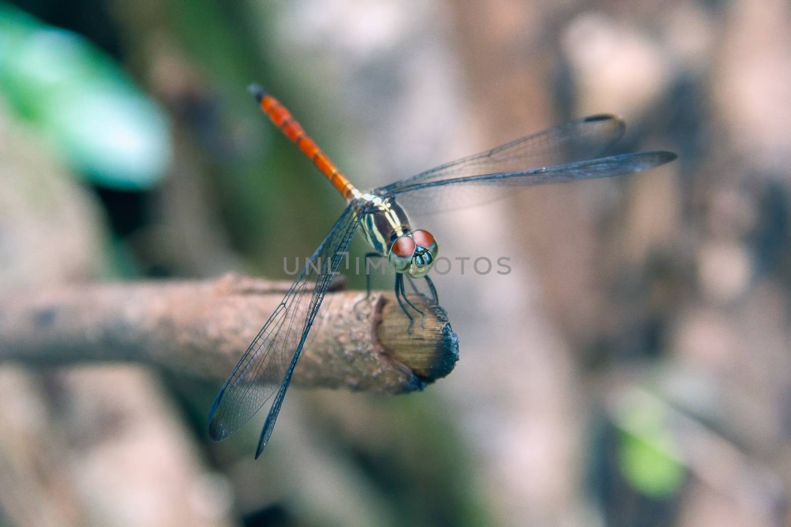 Closeup Dragonfly Island on a branch