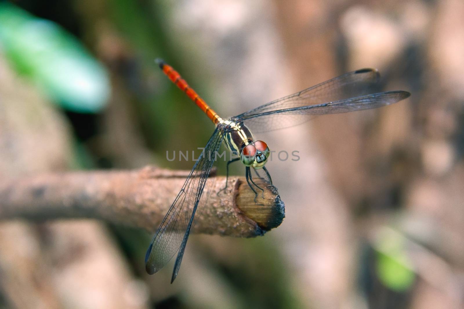 Closeup Dragonfly Island on a branch