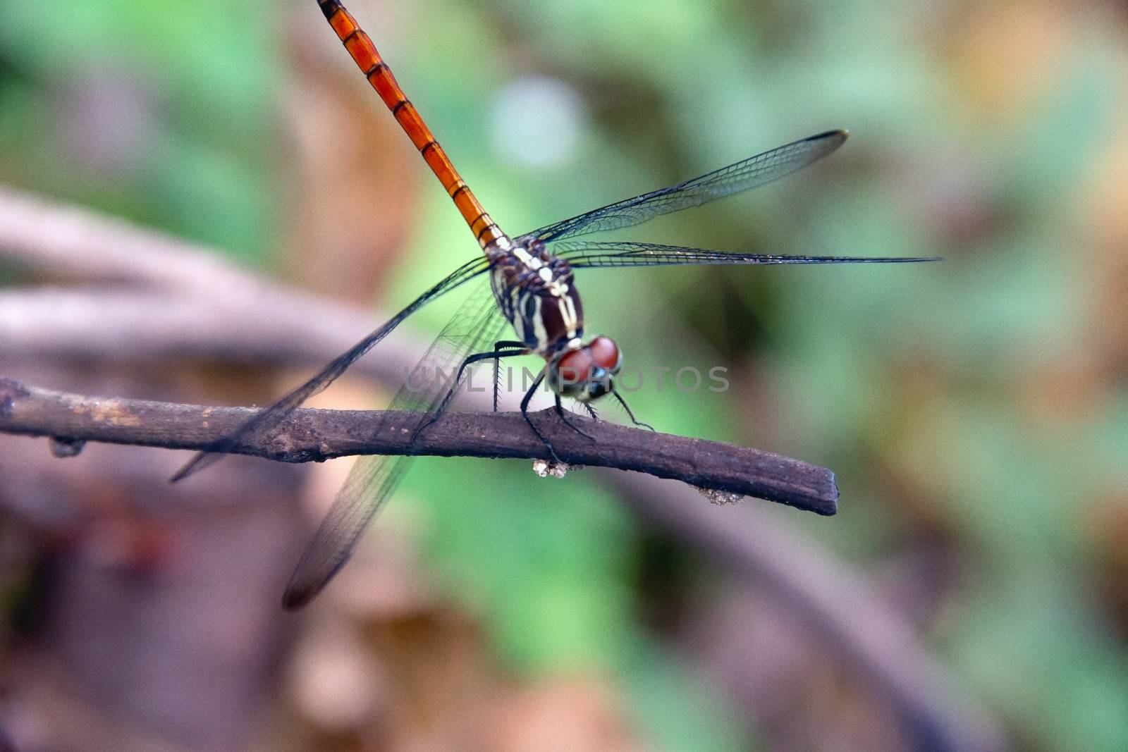 Closeup Dragonfly Island on a branch by STZU