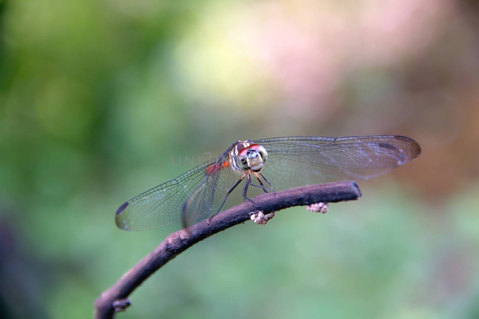 Closeup Dragonfly Island on a branch