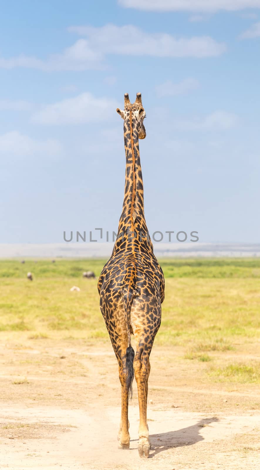 Solitary wild giraffe in Amboseli national park, Kenya from the rear.