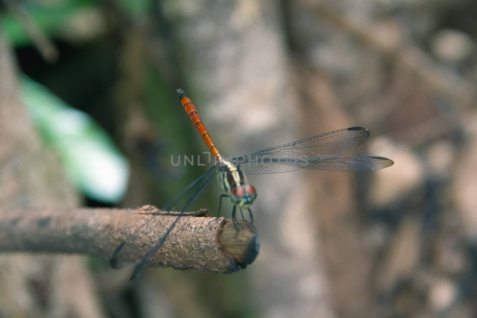Closeup Dragonfly Island on a branch by STZU