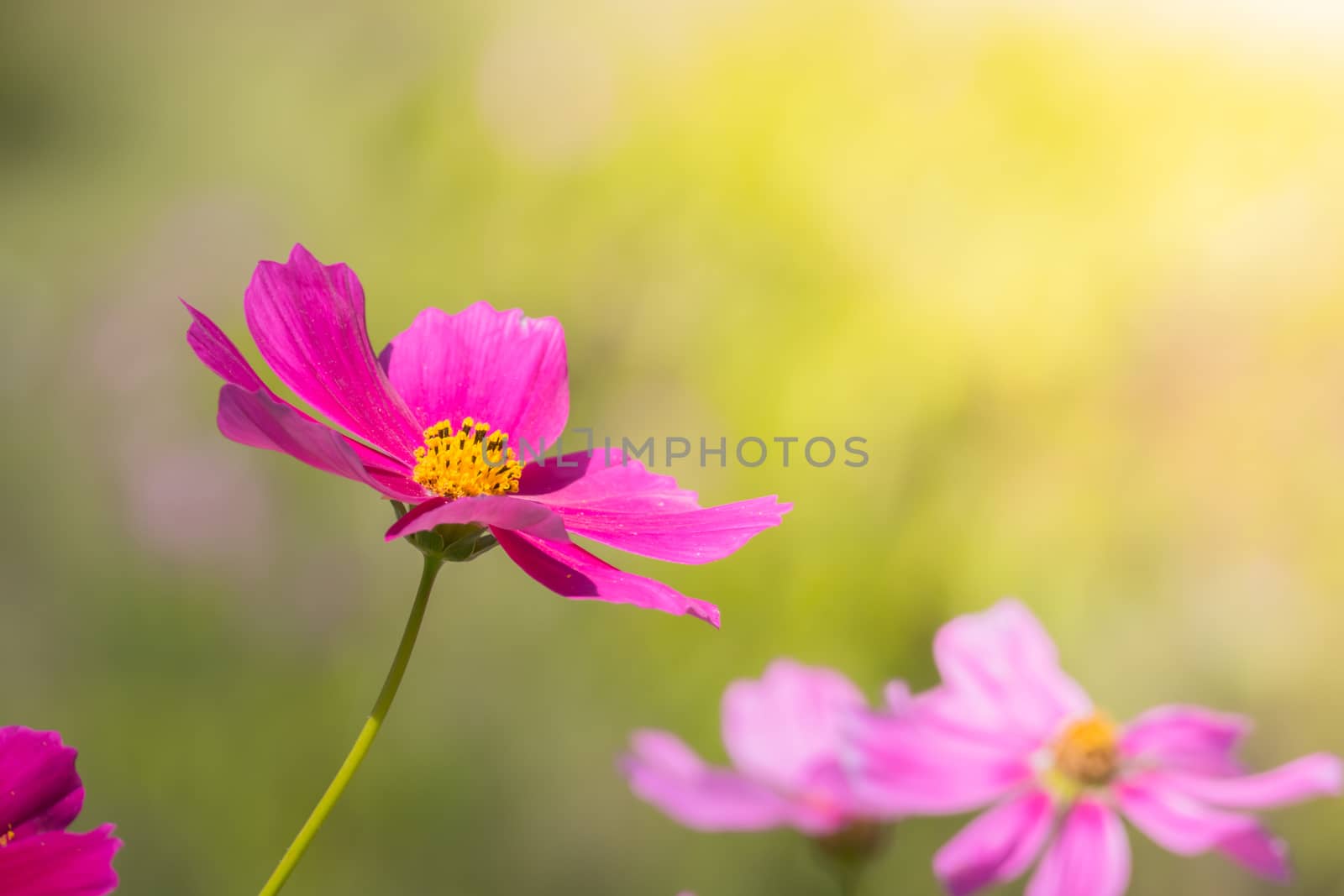  Beautiful Cosmos flowers in garden