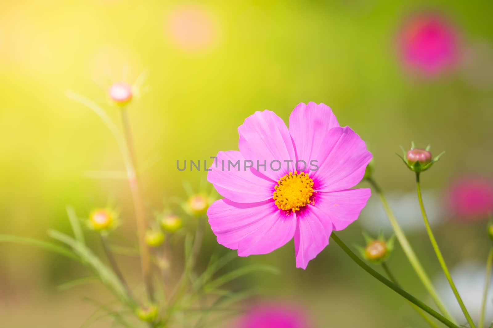  Beautiful Cosmos flowers in garden