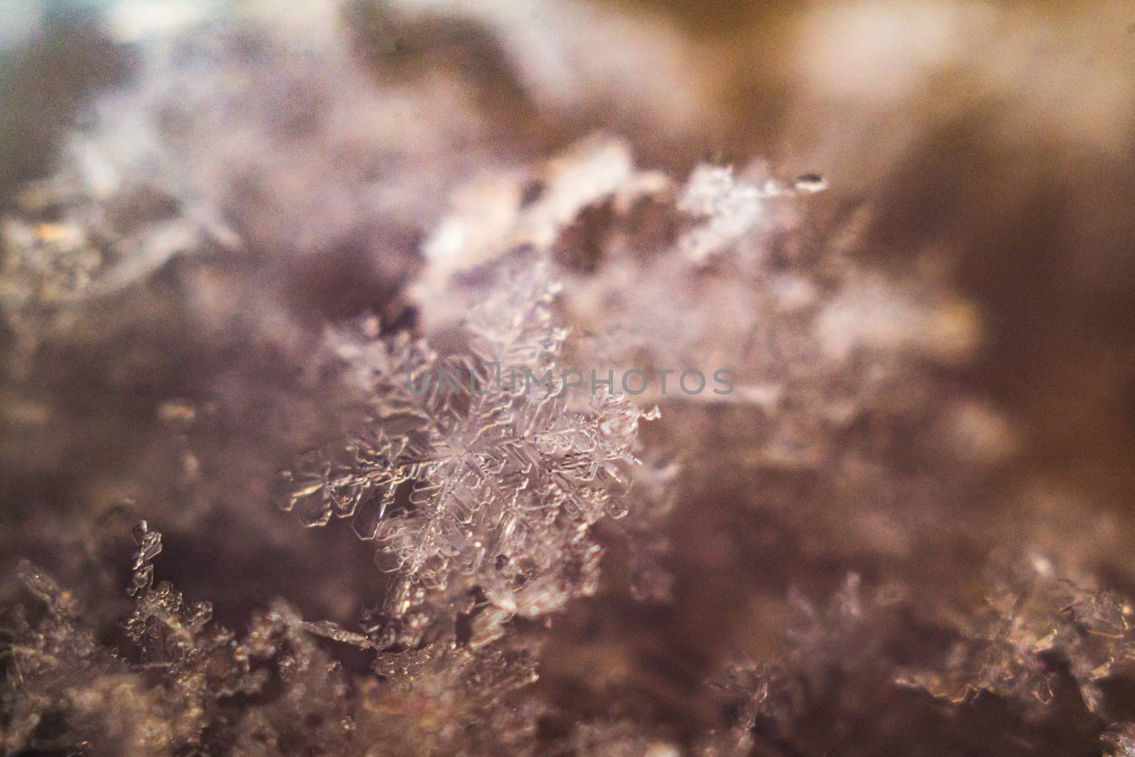 snowflake close-up snow macro photo winter magic