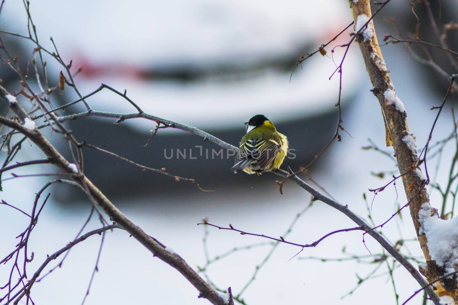 titmouse bird winter by darksoul72