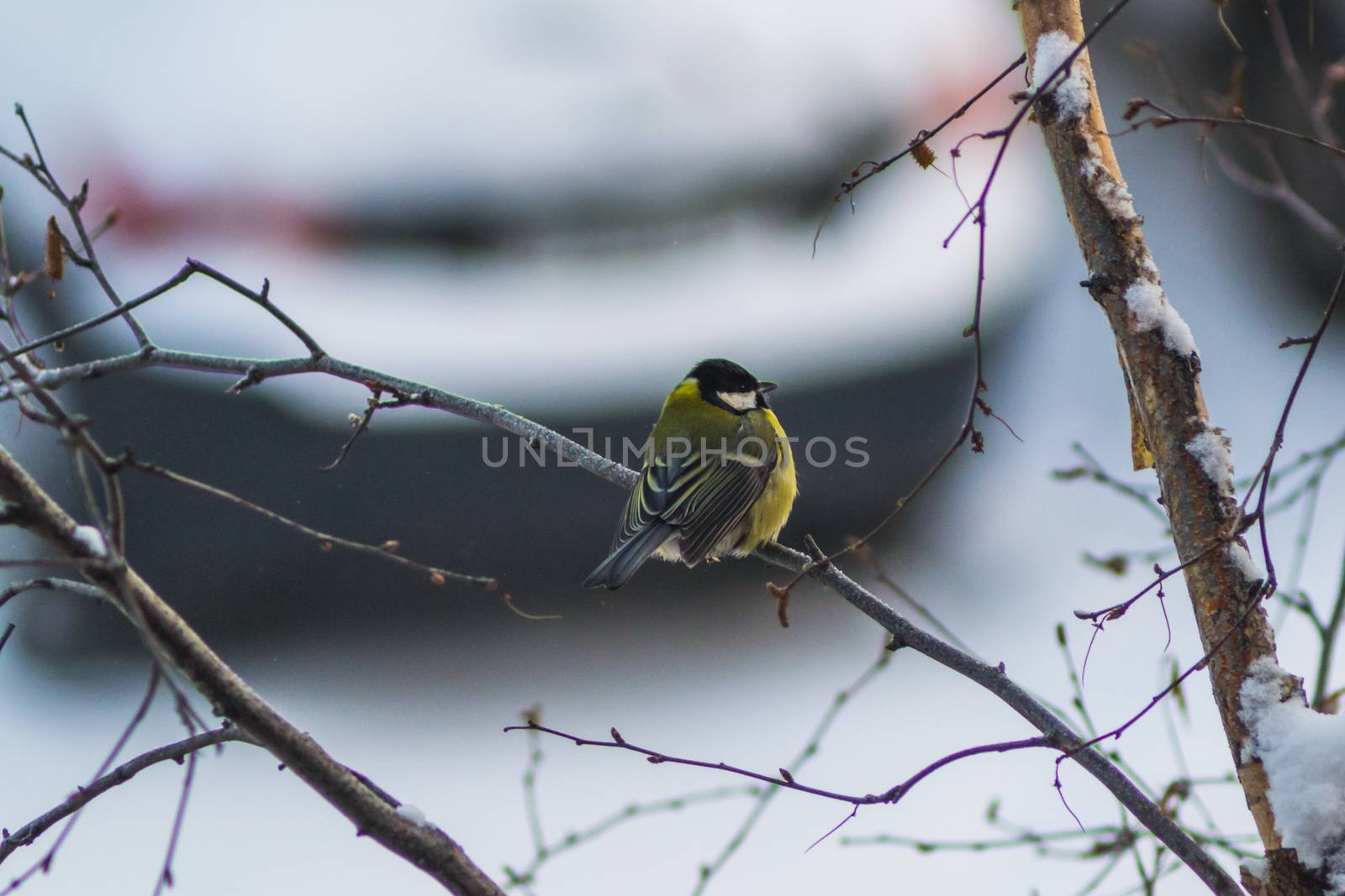 titmouse bird winter yellow on branch winter city