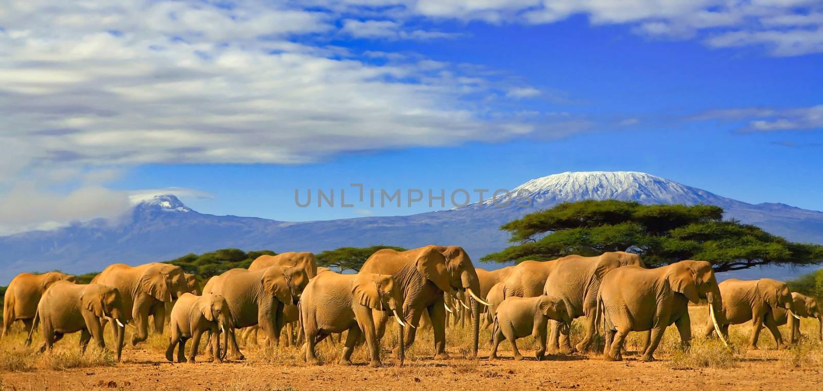 Herd of african elephants on a safari trip to Kenya and a snow capped Kilimanjaro mountain in Tanzania in the background, under a cloudy blue skies.