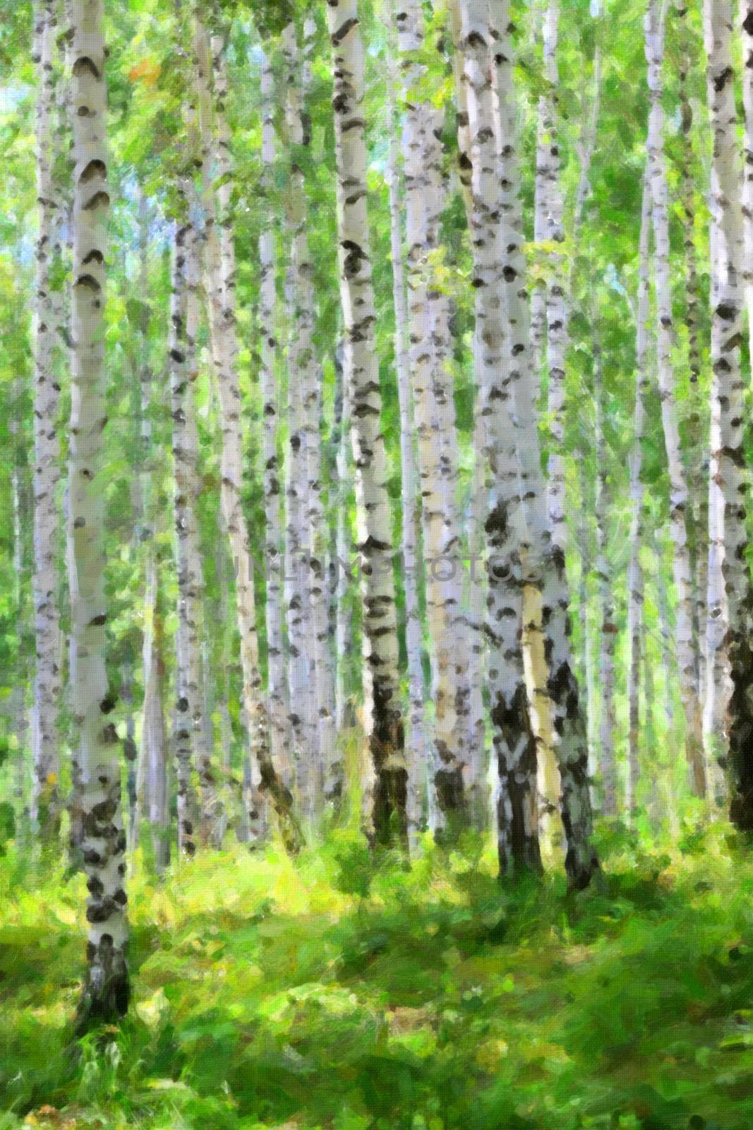 summer green birch forest