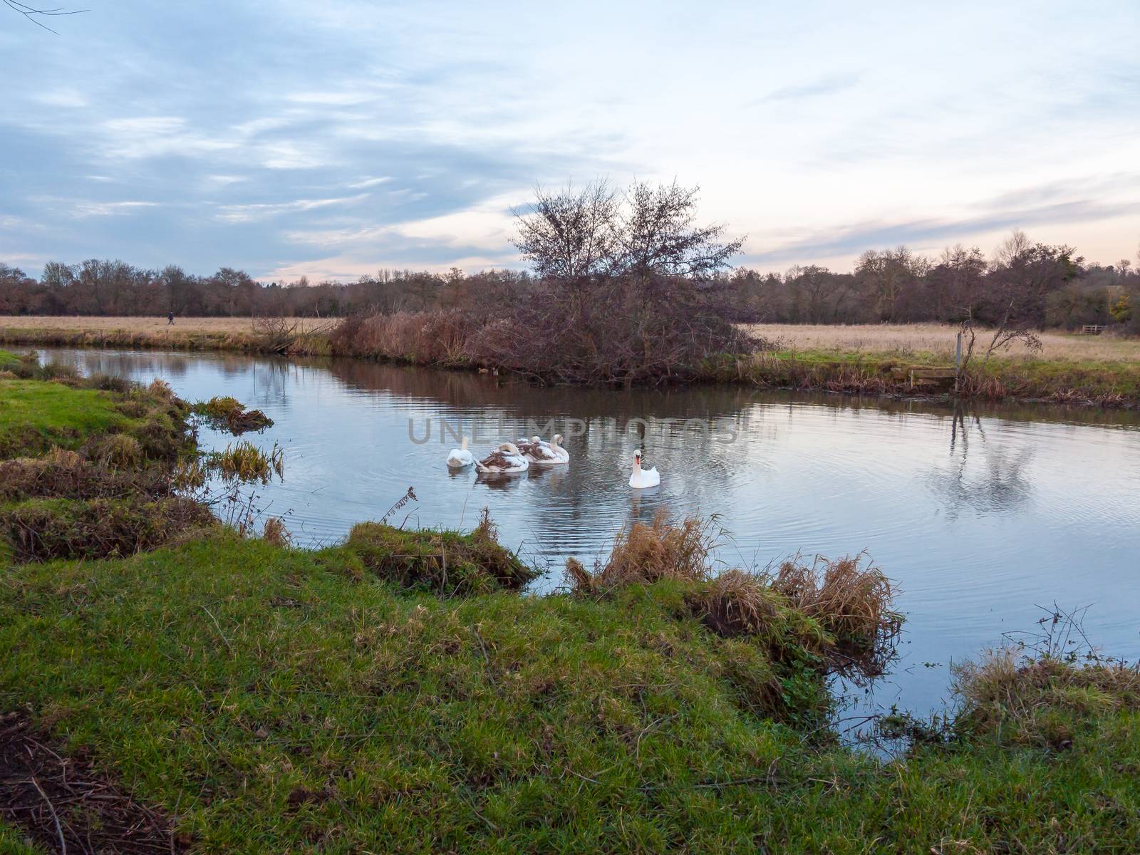 swans cygnets lake river group feeding pack flock surface water  by callumrc