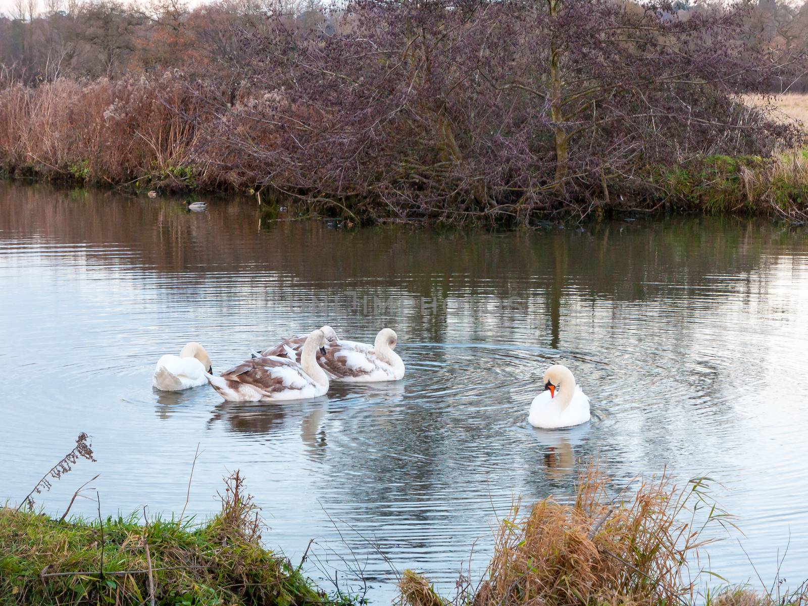 swans cygnets lake river group feeding pack flock surface water  by callumrc