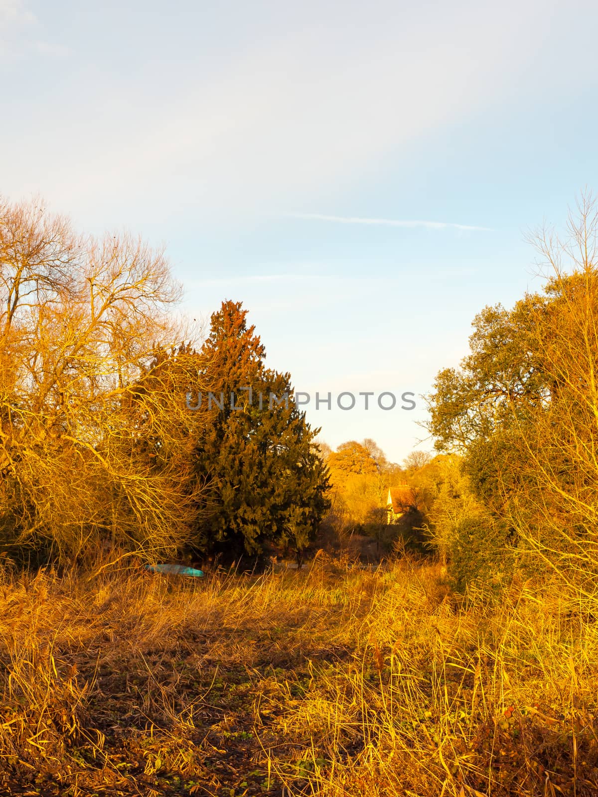 countryside green trees bare sky plain empty sunny; essex; england; uk