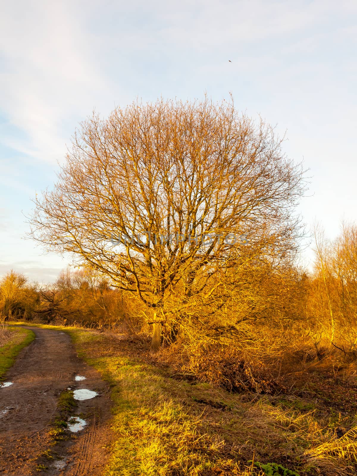 country path walkway with bare big tree sky landscape; essex; england; uk