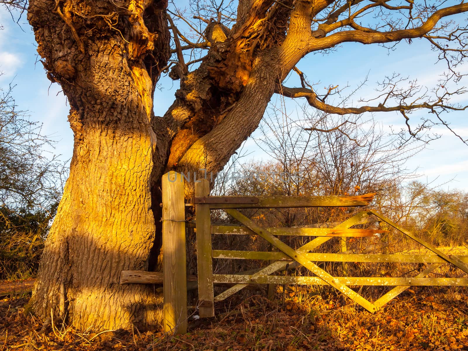 close up of bare old tree bark with fence countryside sunlight by callumrc
