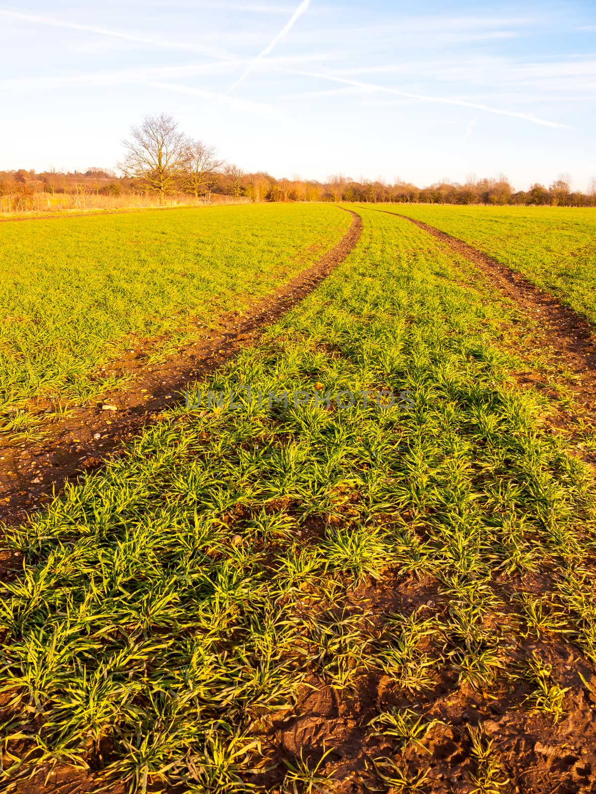 farm fields rows growing green plants fresh winter landscape; essex; england; uk